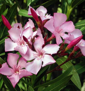 Oleander ru�ov�, 30-40 cm, kont. 1,5 l