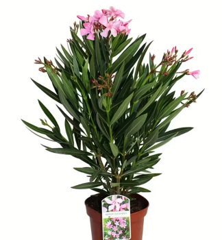 Oleander ru�ov�, 30-40 cm, kont. 1,5 l