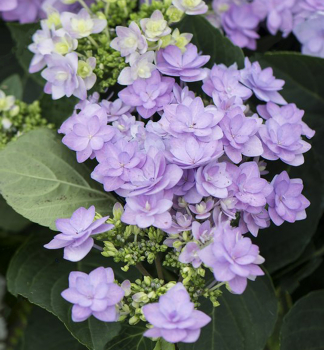 Hortenzia kalinolist ROMANCE 10-15 cm, kont. 1,4 l