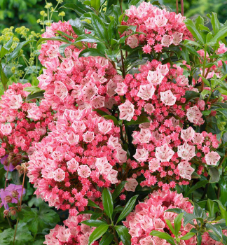 Kalmia �irokolist� �OLYMPIC FIRE� 30-40 cm, kont. 4 l