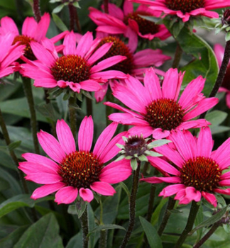Echinacea hybridn� �MAGENTA PEARL�� kont. 0,5 l