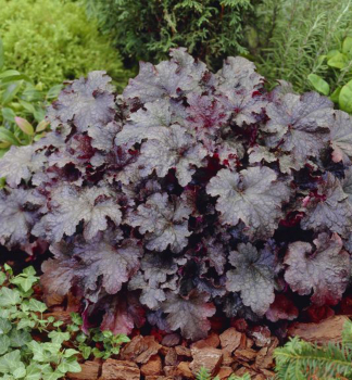 Heuchera hybridn� �PLUM PUDDING��, kont. 0,5 l