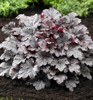 Heuchera hybridn� �PLUM PUDDING��, kont. 0,5 l