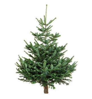 Jeda normandsk PREMIUM, rezan 260-270 cm