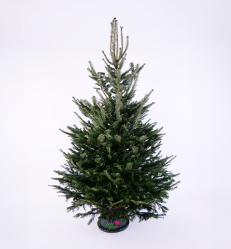 Jeda normandsk PREMIUM, rezan 220-240 cm