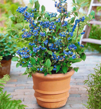 �u�oriedka kanadsk� �HORTBLUE PETITE� 30-40 cm, kont. 2,5 l