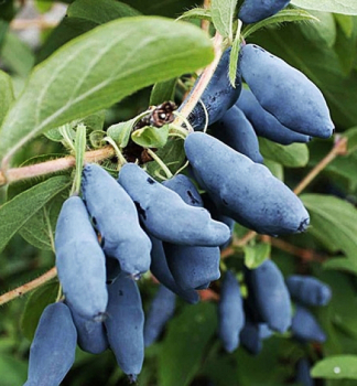 Zemolez kam�atsk� �BOREALIS�� 40-50 cm, kont. 1 l