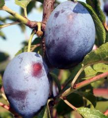 Slivka neskor� �AMERS�, 180-200 cm, podp. myrobal�n, kont. 5 l