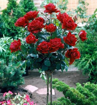 Ruža stromčeková ´MR. LINCOLN´ na kmienku 110 cm, zemný bal