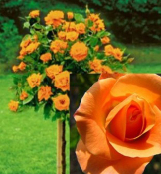 Ruža stromčeková ´CONSUL´ na kmienku 110 cm, zemný bal