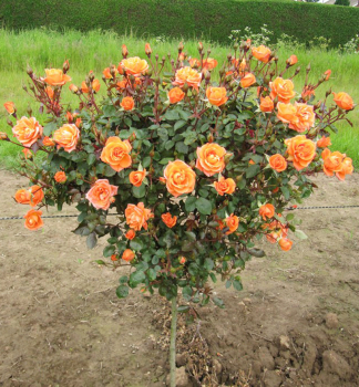 Ruža stromčeková ´CONSUL´ na kmienku 100 cm, zemný bal