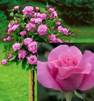 Ruža stromčeková ´LUCHIA´ na kmienku 110 cm, zemný bal