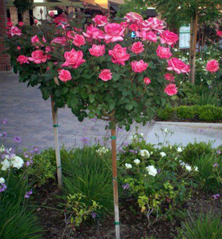 Ruža stromčeková ´LUCHIA´ na kmienku 100 cm, zemný bal