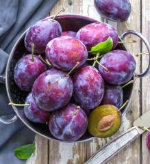 Slivka skor� �CALYPSO��, 130-150 cm, podp. semen��, kont. 7,5 l