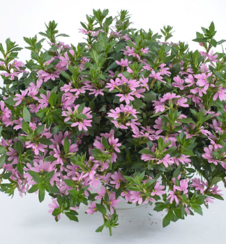 Vej�rovka �VENTIA ROSE�, kont. 0,5 l