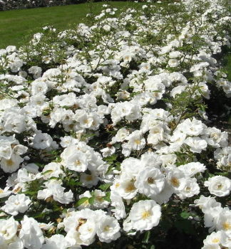 Ruža mnohokvetá ´INNOCENCIA®´ ** ADR, Kordes 2003, 40-50 cm, kont. 2 l