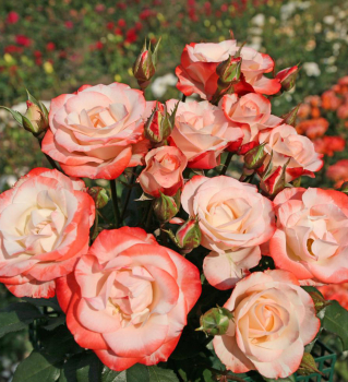 Ruža sadová ´AUF DIE FREUNDSCHAFT®´ * 40-50 cm, Kordes 2016, kont. 2 l