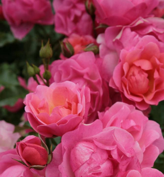 Ruža mnohokvetá ´MAXI VITA®´ * ADR, Kordes 2001, 20-30 cm, kont. 2 l