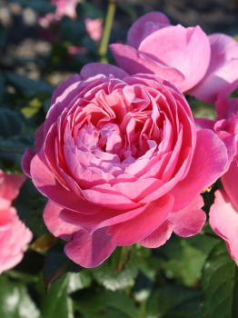 Ruža sadová ´FLORA OLOMOUC®´ **** 40-50 cm, Kordes 2014, kont. 2 l