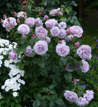 Ruža mnohokvetá ´NOVALIS®´ ** 50-60 cm, ADR, Kordes 2010, kont. 2 l