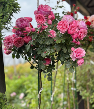 Rua stromekov voav POMPONELLA ** ADR, Kordes 2005, na kmienku 80 cm, kont. 5 l