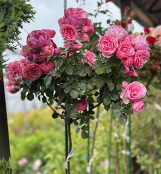 Ru�a strom�ekov� vo�av� �POMPONELLA�� ** ADR, Kordes 2005, na kmienku 80 cm, kont. 5 l