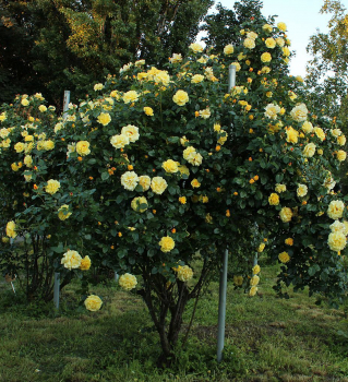 Ruža sadová ´LICHTKÖNIGIN LUCIA®´ *** ADR, Kordes 1966, 60-70 cm, kont. 2 l