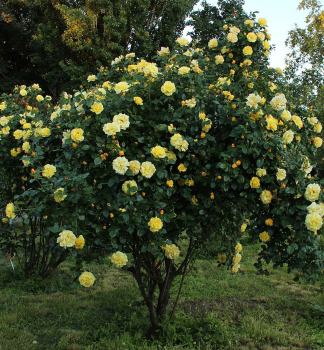 Ruža sadová ´LICHTKÖNIGIN LUCIA®´ *** ADR, Kordes 1966, 60-70 cm, kont. 2 l