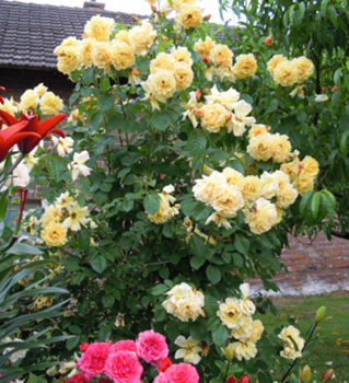 Ruža sadová ´POSTILION®´ *** Kordes 1998, 70-80 cm, kont. 2 l