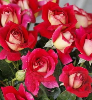 Ruža veľkokvetá kríková ´KRONENBURG®´ ** 15-20 cm, zemný bal