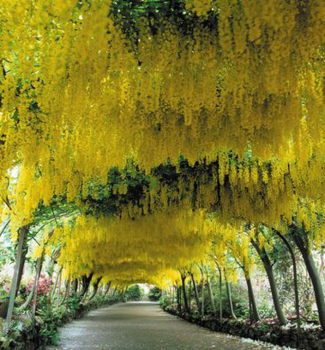 �tedrec previsnut�, 40-50 cm, kont. 2 l