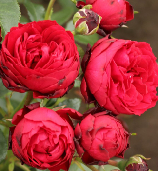 Ru�a strom�ekov� �TILL EULENSPIEGEL�� * Kordes 2017, na kmienku 80 cm, kont. 5 l