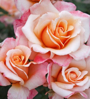 Ruža ve¾kokvetá kríková ´OH HAPPY DAY®´ ** ADR, Kordes 2015, kont. 2 l