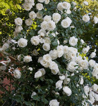 Ru�a pop�nav� �WHITE NEW DAWN� ** , kont. 1,6 l