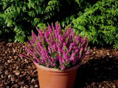 Obr�zok (2)