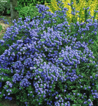 Ceanot rozvetven BLUE MOUND 15-20 cm, kont. 2 l