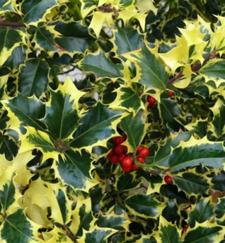 Cezmna ostrolist MADAME BRIOT 20-30 cm, kont. 2,5 l