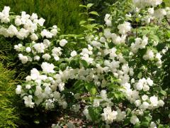 Obr�zok (4)