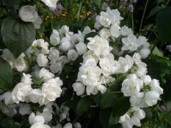 Obr�zok (5)