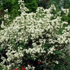 Obr�zok (1)