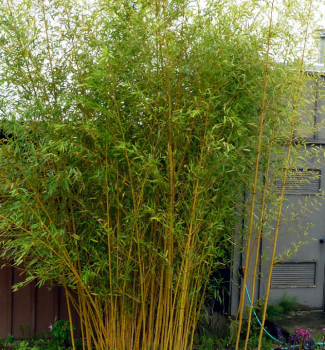 Bambus / Phyllostachys bissetii, 80-90 cm, kont. 2 l