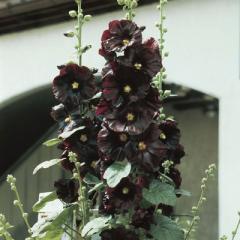 Obr�zok (2)