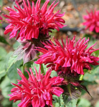 Monarda podvojn� �FIREBALL�,� kont. 1 l