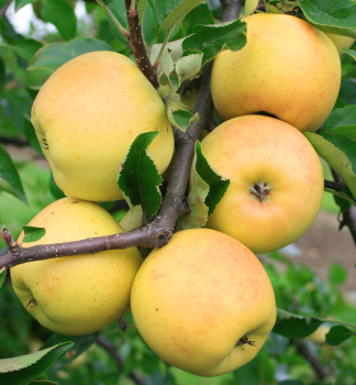 Jablo HELIODOR podp. M26, vonok.