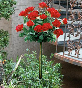 Ruža stromčeková ´AIDA´ na kmienku 100 cm, zemný bal