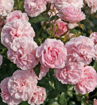 Ru�a p�dopokryvn� �LARISSA�� * ADR, Kordes 2008, kont. 2 l