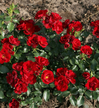 Ruža pôdopokryvná ´MARONDO®´ * Kordes 2017, 30-40 cm, kont. 2 l