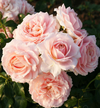 Ruža mnohokvetá ´CREMOSA®´ * ADR, Kordes 2018, 40-50 cm, kont. 2 l