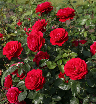 Ruža mnohokvetá ´BORDEAUX®´ *** Kordes 2014, 30-40 cm, kont. 2 l