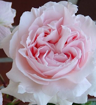 Ruža mnohokvetá extra voňavá ´CONSTANZE MOZART®´ ***** Kordes 2012, 50-60 cm, kont. 2 l